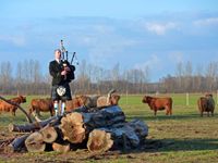 Dudelsackspieler auf Holzstamm vor Highland Cattle Rindern